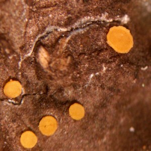 Sarea resinae, courtesy of Jason Hollinger