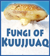 Kuujjuak Fungi