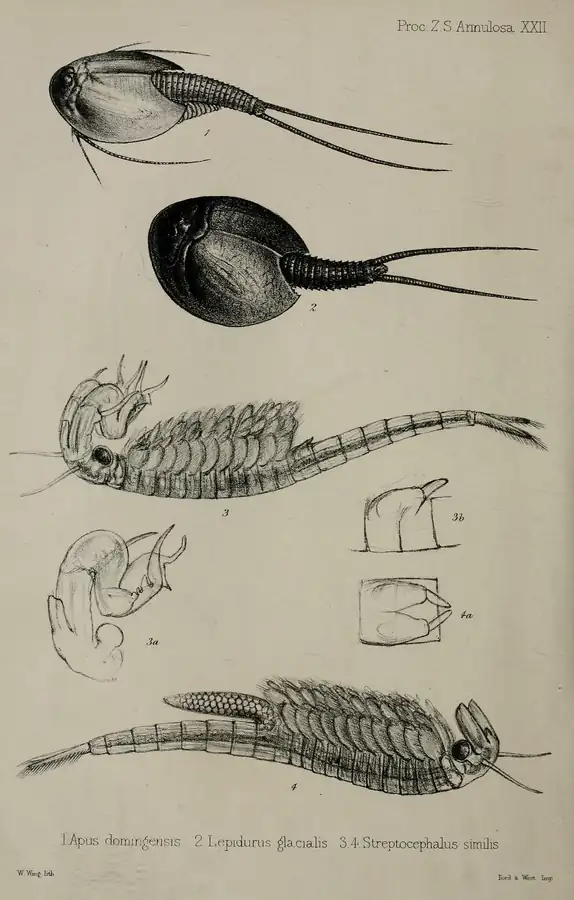 Lepidurus arcticus