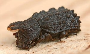 Bolitotherus cornutus, male