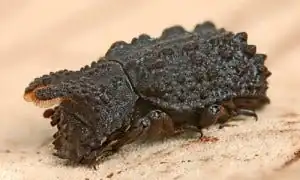 Bolitotherus cornutus, male