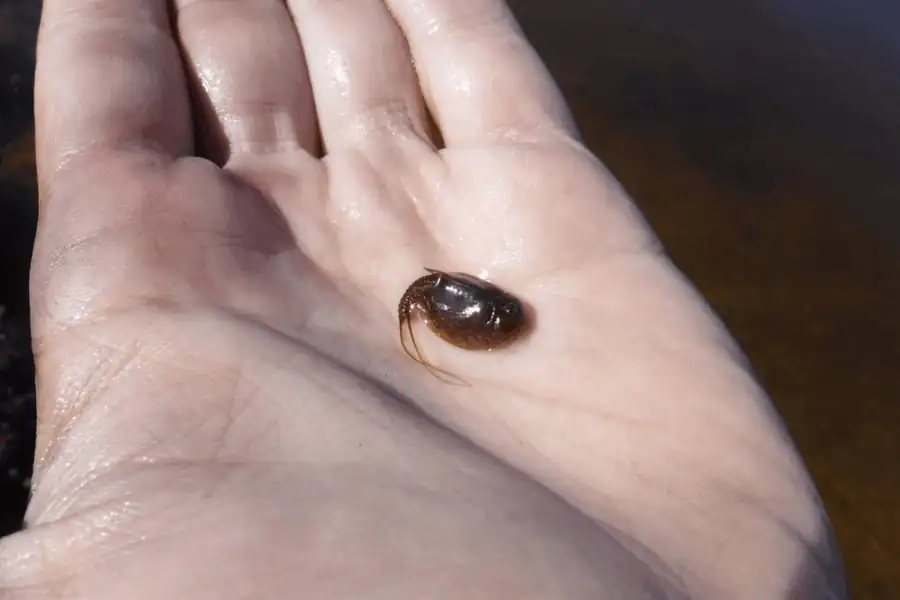 Lepidurus arcticus