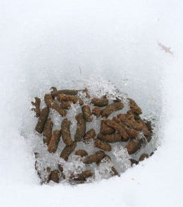 ptarmigan shit, by Doug Holden