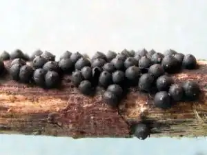Photograph from The Bog