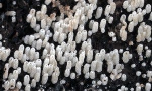 Henningsomyces at von Engeln bog