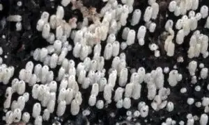 Henningsomyces at von Engeln bog